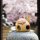 Roundish lucky cat - Maneki Neko - Waving cat - 8 cm - beige