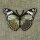 Patch - Butterfly - olive-green-black-white