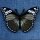 Patch - Butterfly - olive-green-black-white