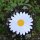 Aufnäher - Gänseblümchen - Blüte - weiß - Patch
