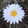 Aufnäher - Gänseblümchen - Blüte - weiß - Patch