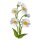 Patch - Daisy - plant - white - Patch