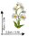 Patch - Daisy - plant - white - Patch