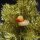 tin trinket - collectable toys - Duck