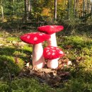 Fliegenpilz - Pilz - Filz - rot - 3 Größen