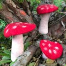 Fliegenpilz - Pilz - Filz - rot - 3 Größen
