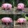 Blechspielzeug - Schwein - Polly the pig - Blechschwein