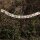 Prayer Flag forest motifs paper 4.33x4.33 inch nature Flag chain garland