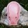 Tin toy cracking pig clicker cracking animal tin toy tin pig