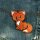 Patch - Fox 01