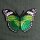 Aufnäher - Schmetterling - grün-schwarz-weiß - Patch