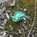 Tin toy - collectable toys - Frog 1