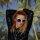 60s XL Ladies Sunglasses - in 3 colours -